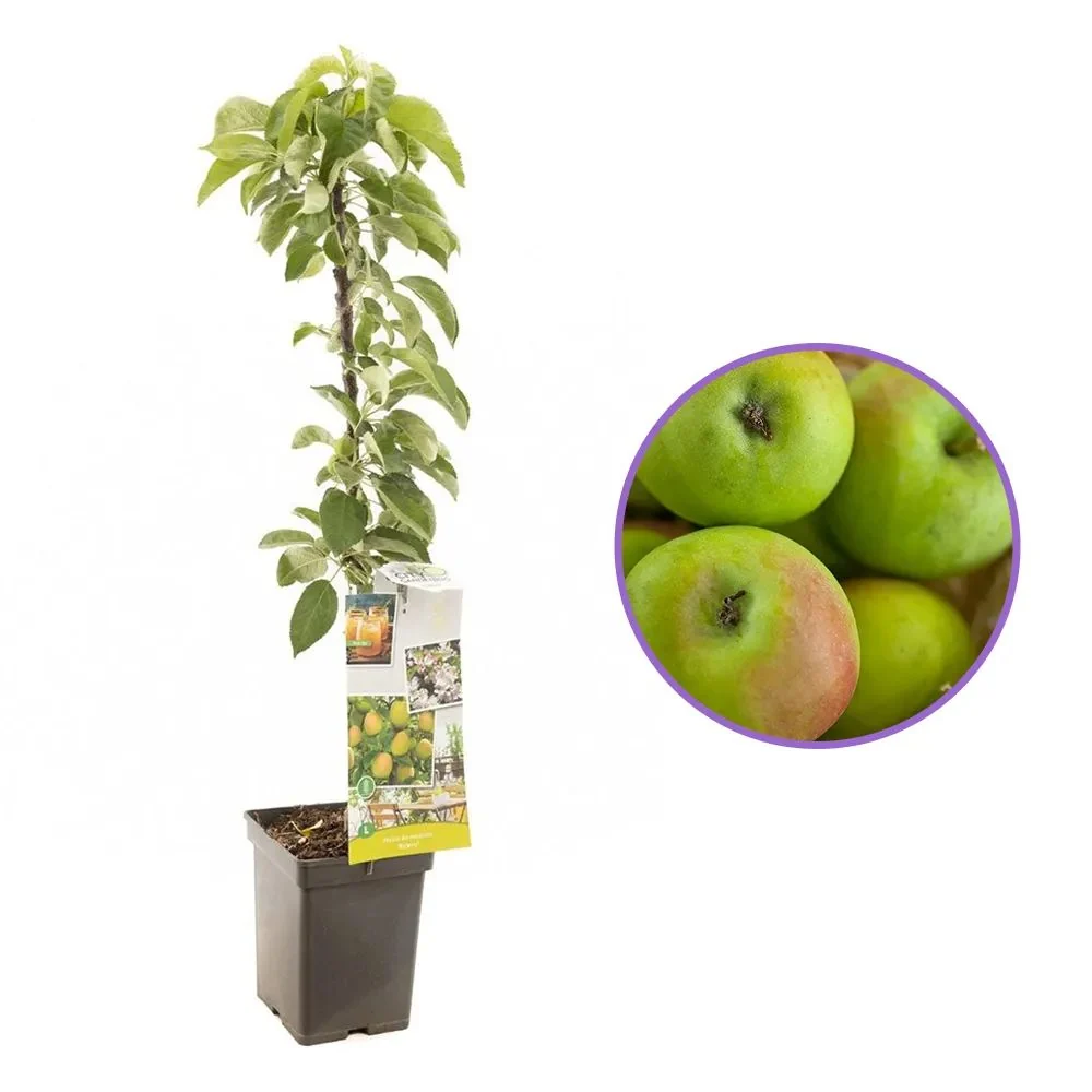 Mar Columnar Bolero (Malus Bolero), cu fructe dulci, 3 pe rod