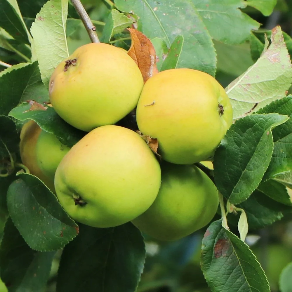 Mar Columnar Bolero (Malus Bolero), cu fructe dulci, 3 pe rod