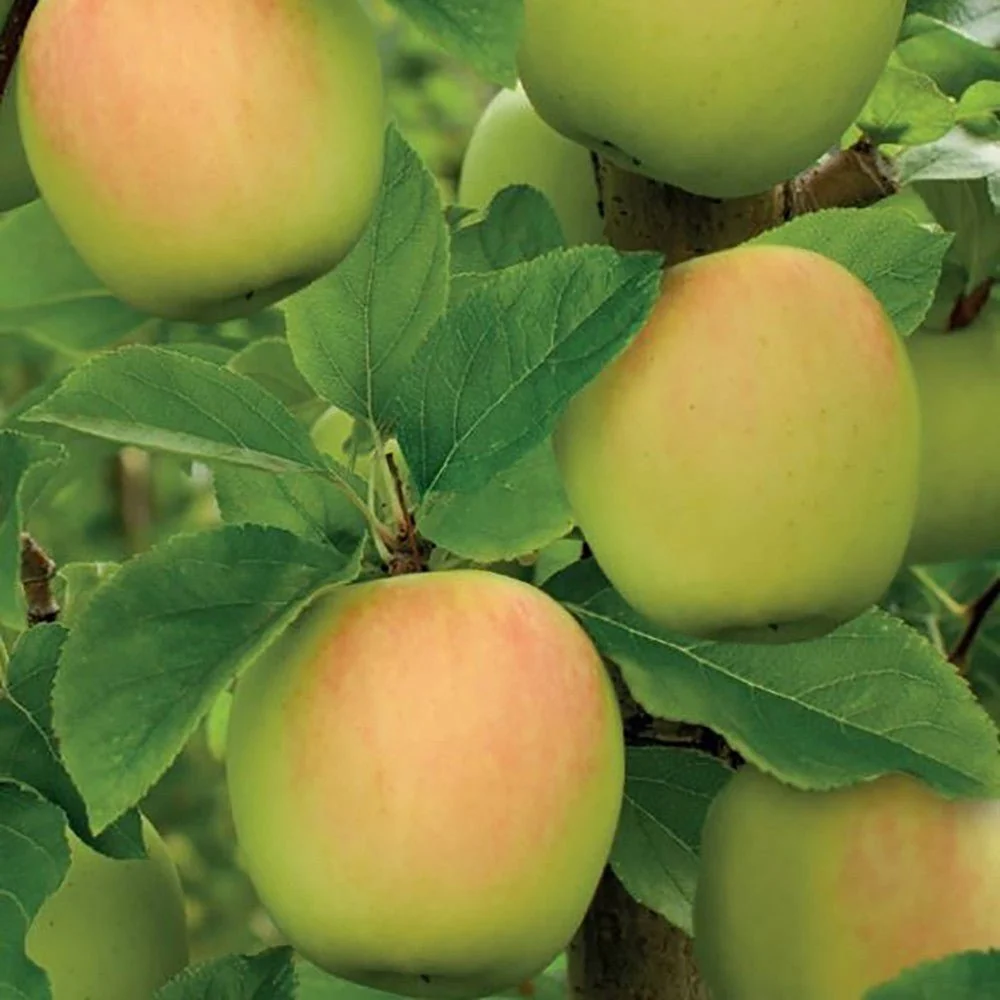 Mar Columnar Bolero (Malus Bolero), cu fructe dulci, 3 pe rod