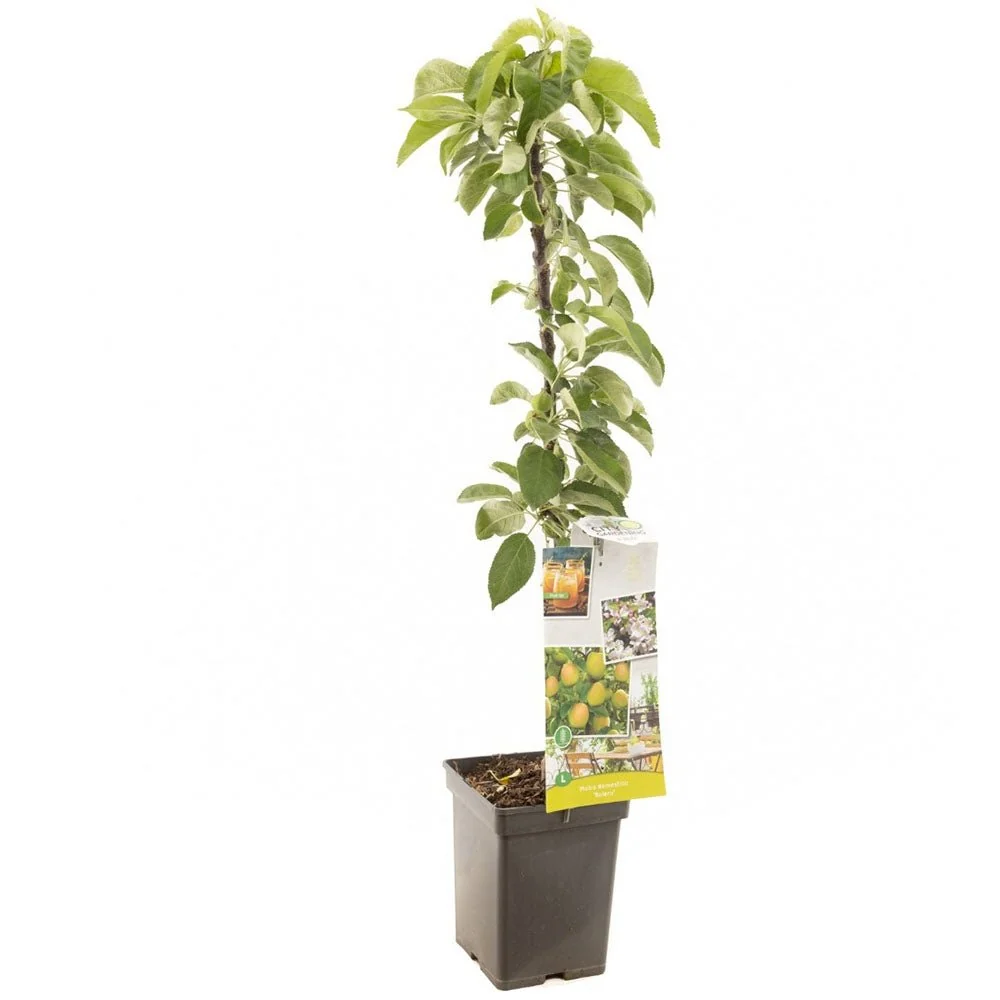 Mar Columnar Bolero (Malus Bolero), cu fructe dulci, 3 pe rod