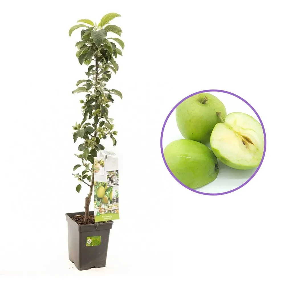Mar Columnar (Malus) Greencats, cu fructe dulci-acrisor, 3 pe rod