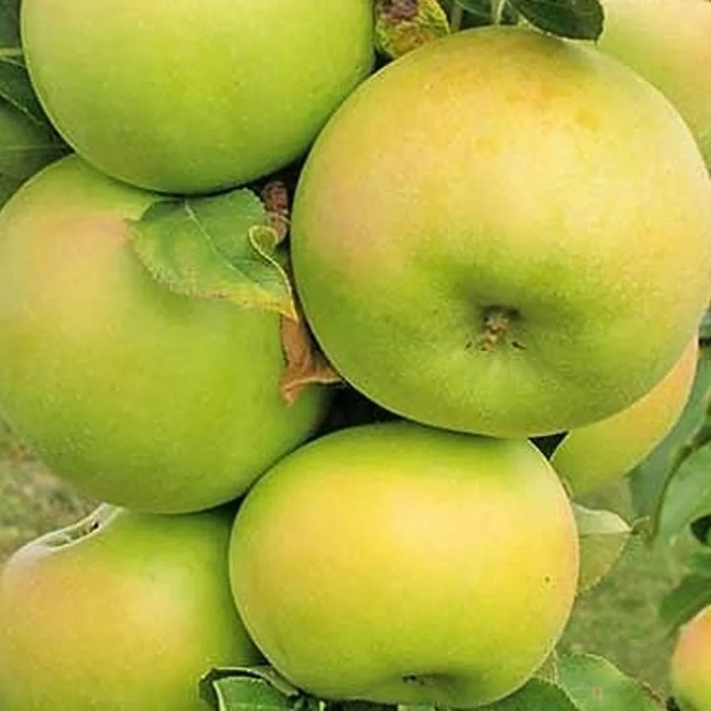 Mar Columnar (Malus) Greencats, cu fructe dulci-acrisor, 3 pe rod