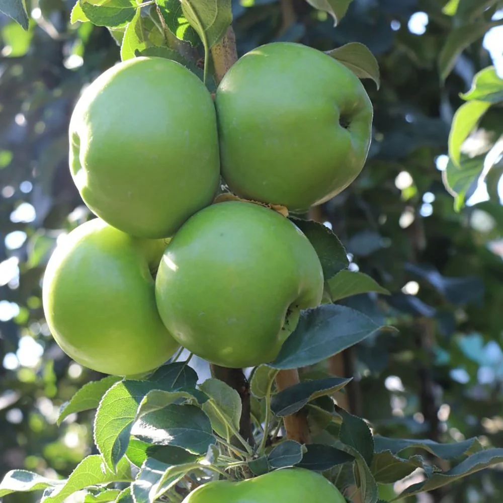 Mar Columnar (Malus) Greencats, cu fructe dulci-acrisor, 3 pe rod