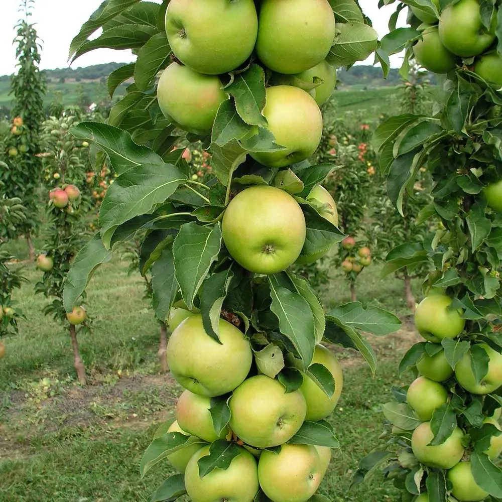 Mar Columnar (Malus) Greencats, cu fructe dulci-acrisor, 3 pe rod