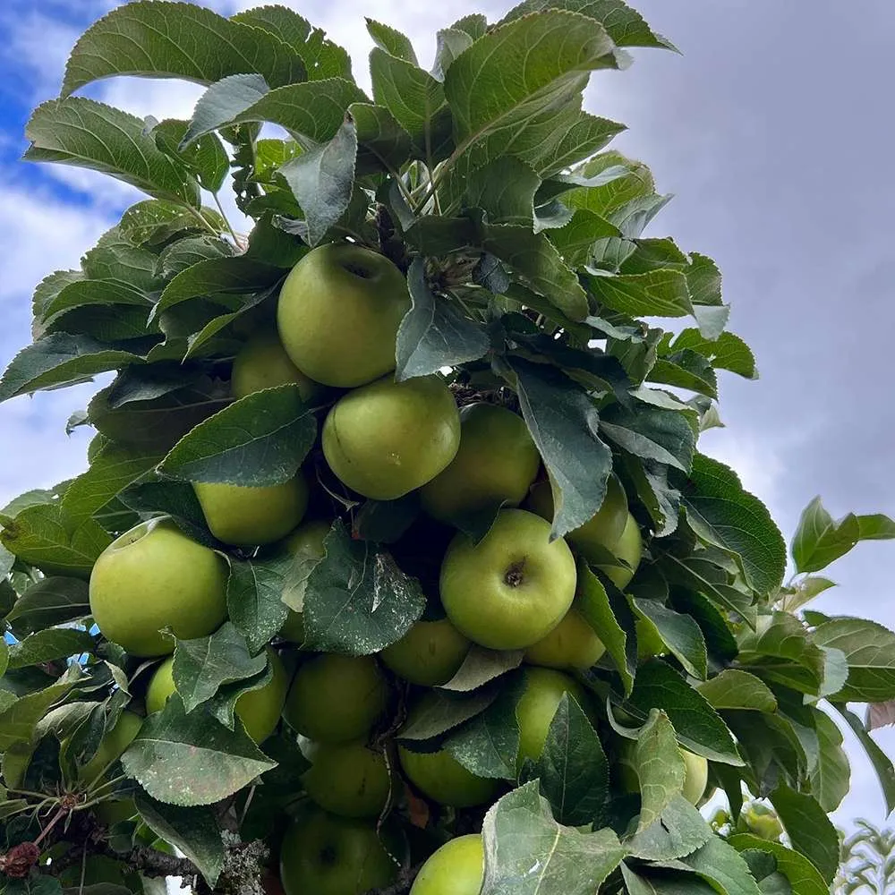 Mar Columnar (Malus) Greencats, cu fructe dulci-acrisor, 3 pe rod