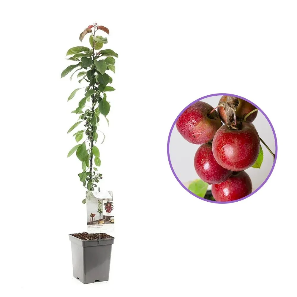 Mar Columnar (Malus) Maypole, cu fructe rosii dulci-acrisor, 2 pe rod