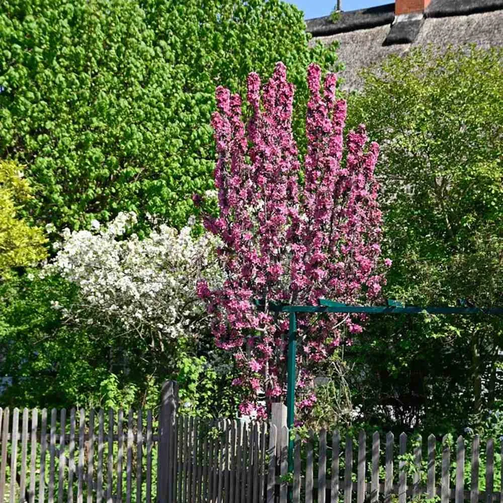Mar Columnar (Malus) Maypole, cu fructe rosii dulci-acrisor, 2 pe rod