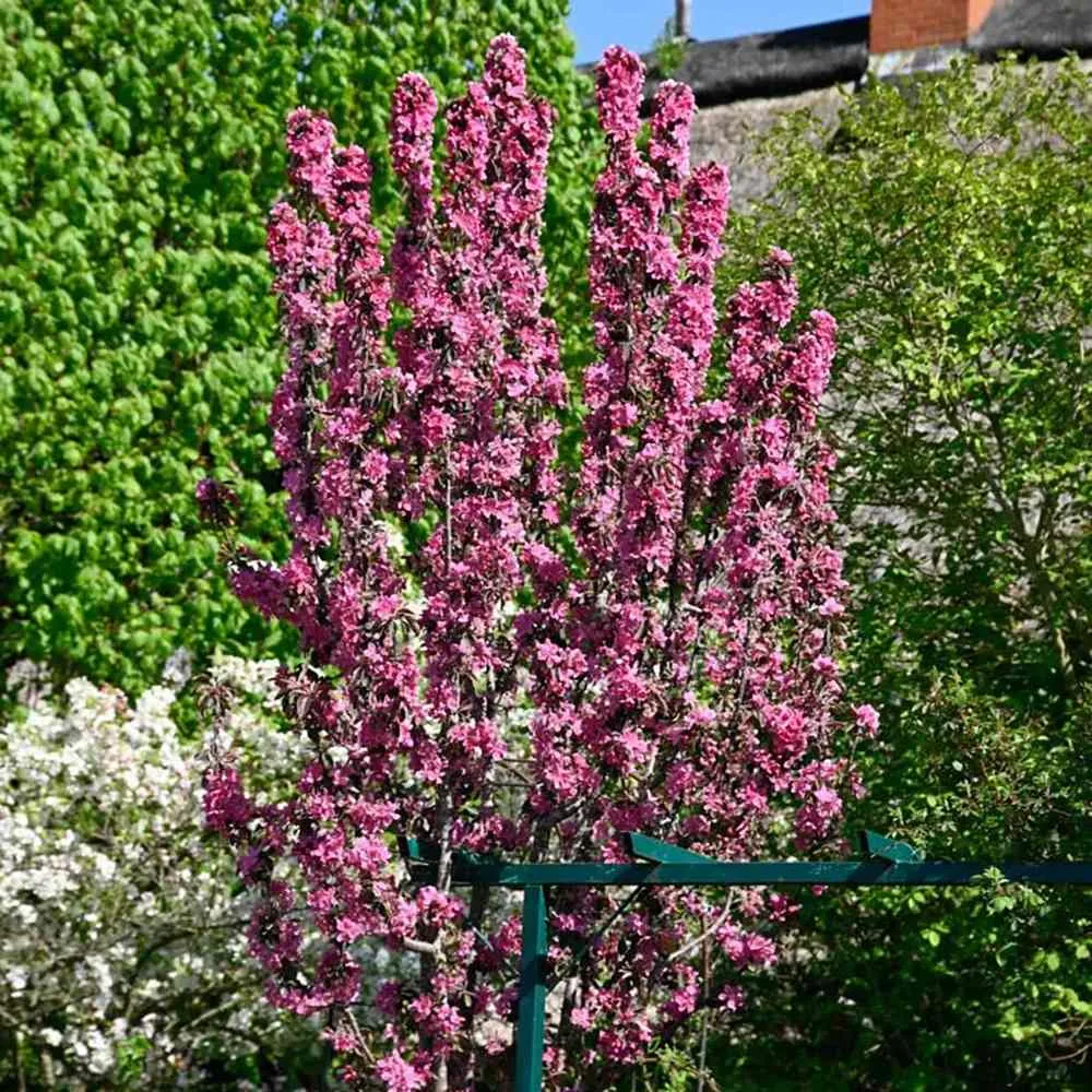 Mar Columnar (Malus) Maypole, cu fructe rosii dulci-acrisor, 2 pe rod