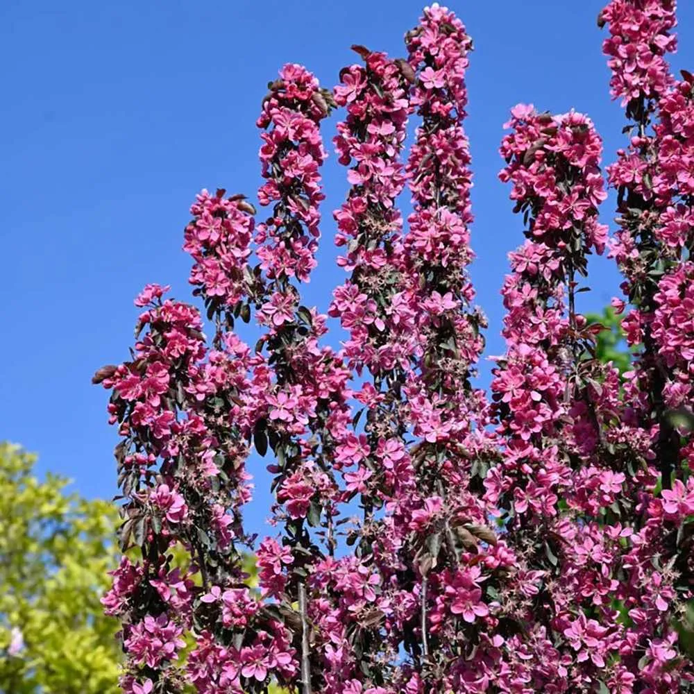 Mar Columnar (Malus) Maypole, cu fructe rosii dulci-acrisor, 2 pe rod