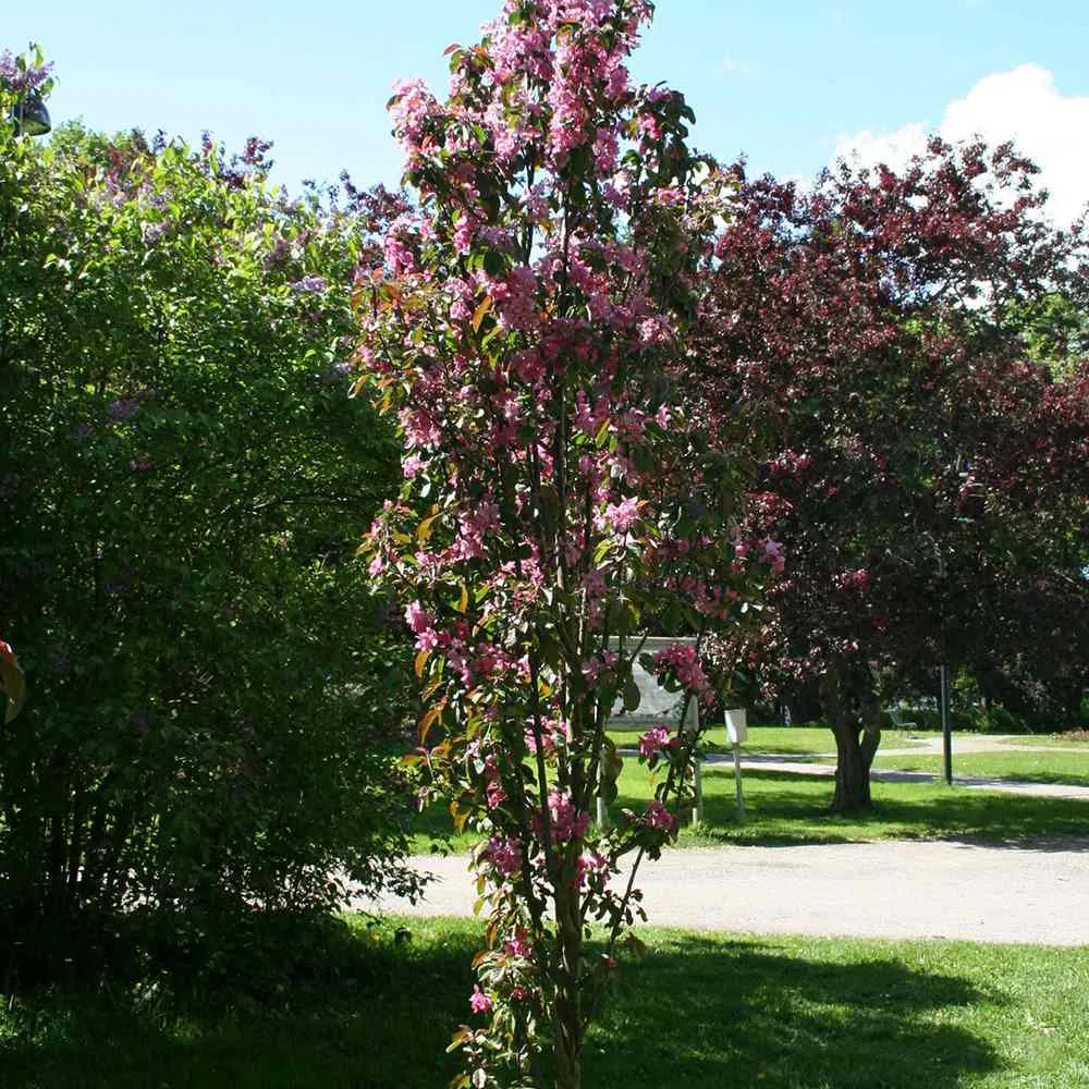 Mar Columnar (Malus) Maypole, cu fructe rosii dulci-acrisor, 2 pe rod
