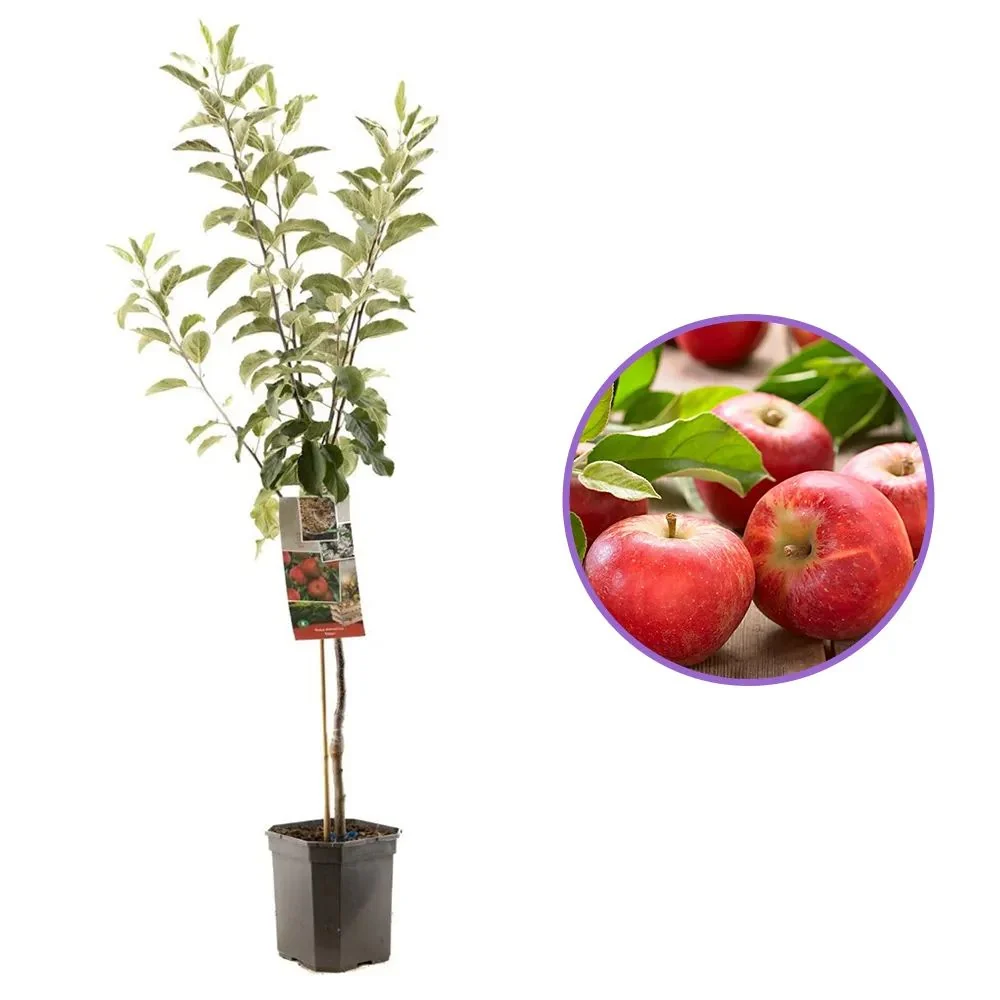Mar Elstar (Malus Domestica), cu fructe dulci-acrisoare rosii, 3 pe rod