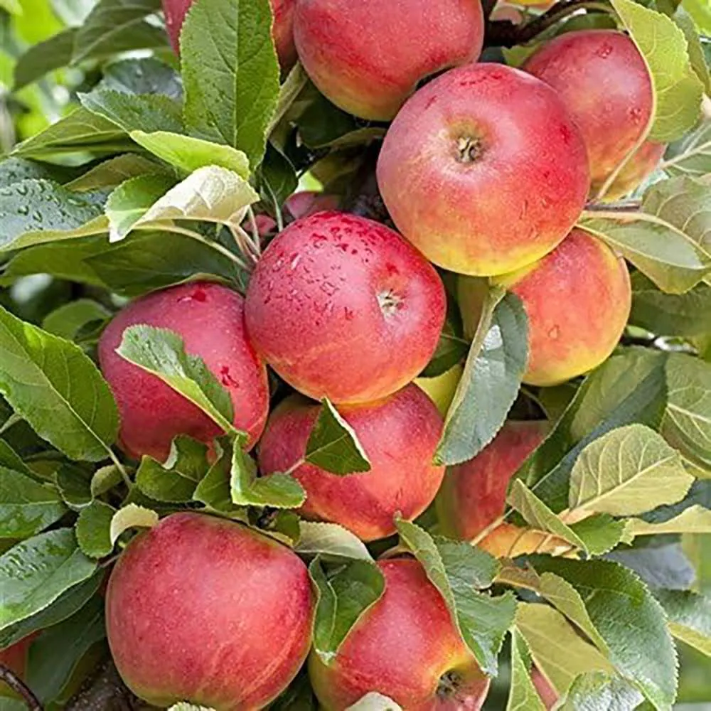 Mar Elstar (Malus Domestica), cu fructe dulci-acrisoare rosii, 3 pe rod