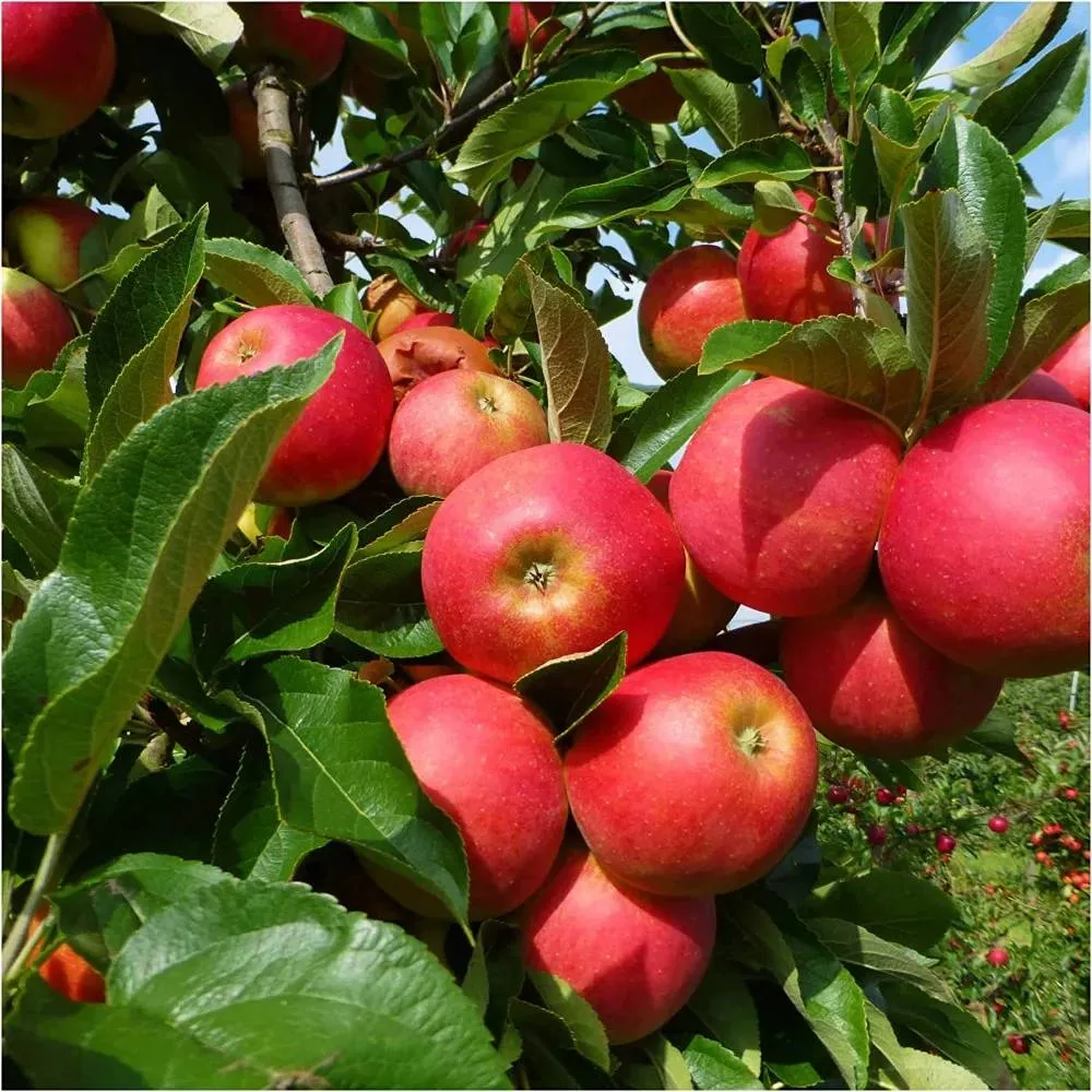 Mar Elstar (Malus Domestica), cu fructe dulci-acrisoare rosii, 3 pe rod