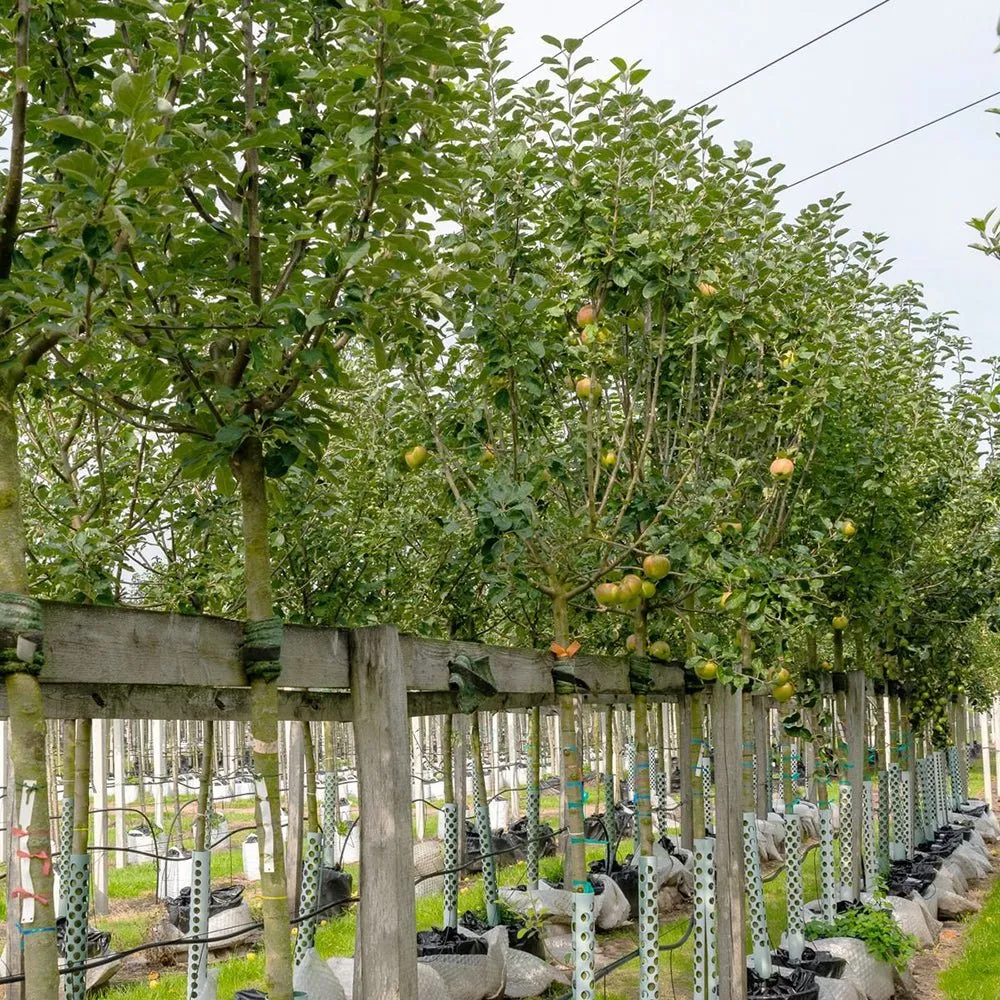 Mar Elstar (Malus Domestica), cu fructe dulci-acrisoare rosii, 3 pe rod