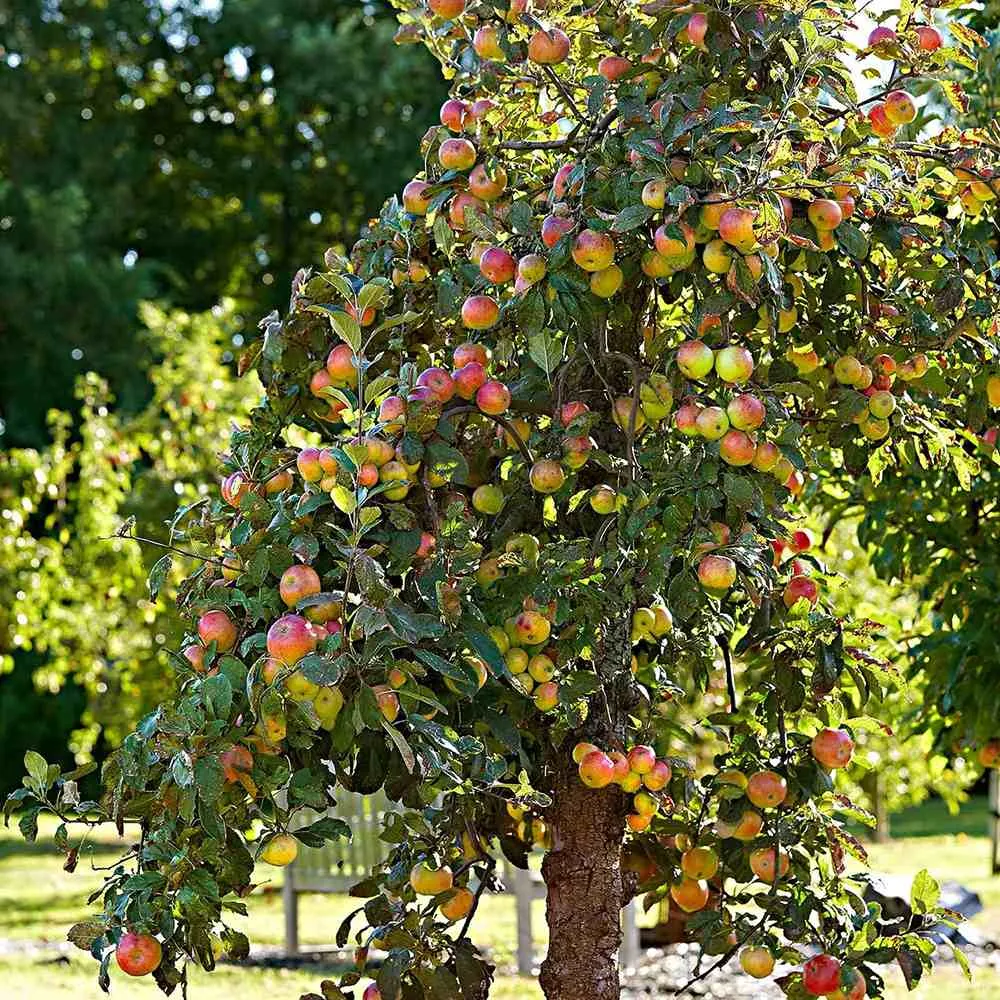 Mar Elstar (Malus Domestica), cu fructe dulci-acrisoare rosii, 3 pe rod
