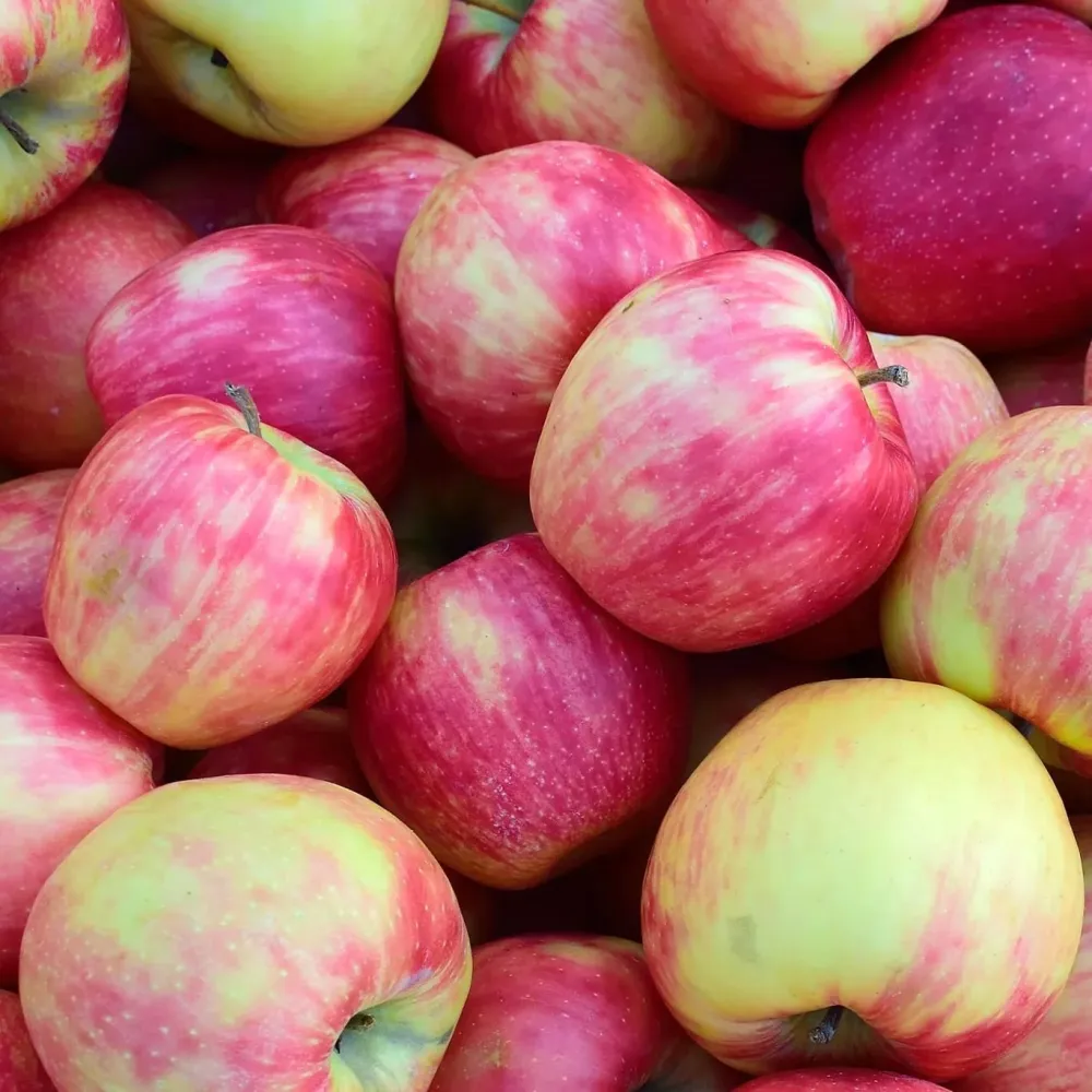Mar Jonagold ghiveci - Malus domestica 'Jonagold' - H100 cm