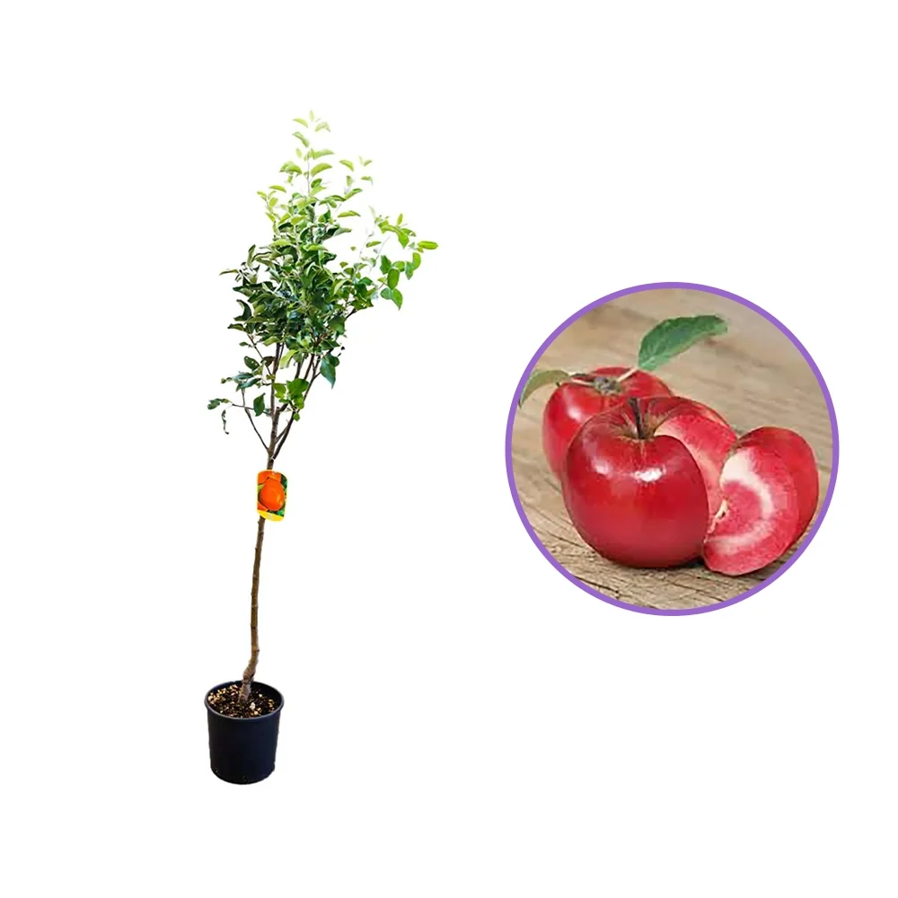 Mar (Malus) Abondanzza, cu fructe rosii dulci-zemoase, 3 pe rod