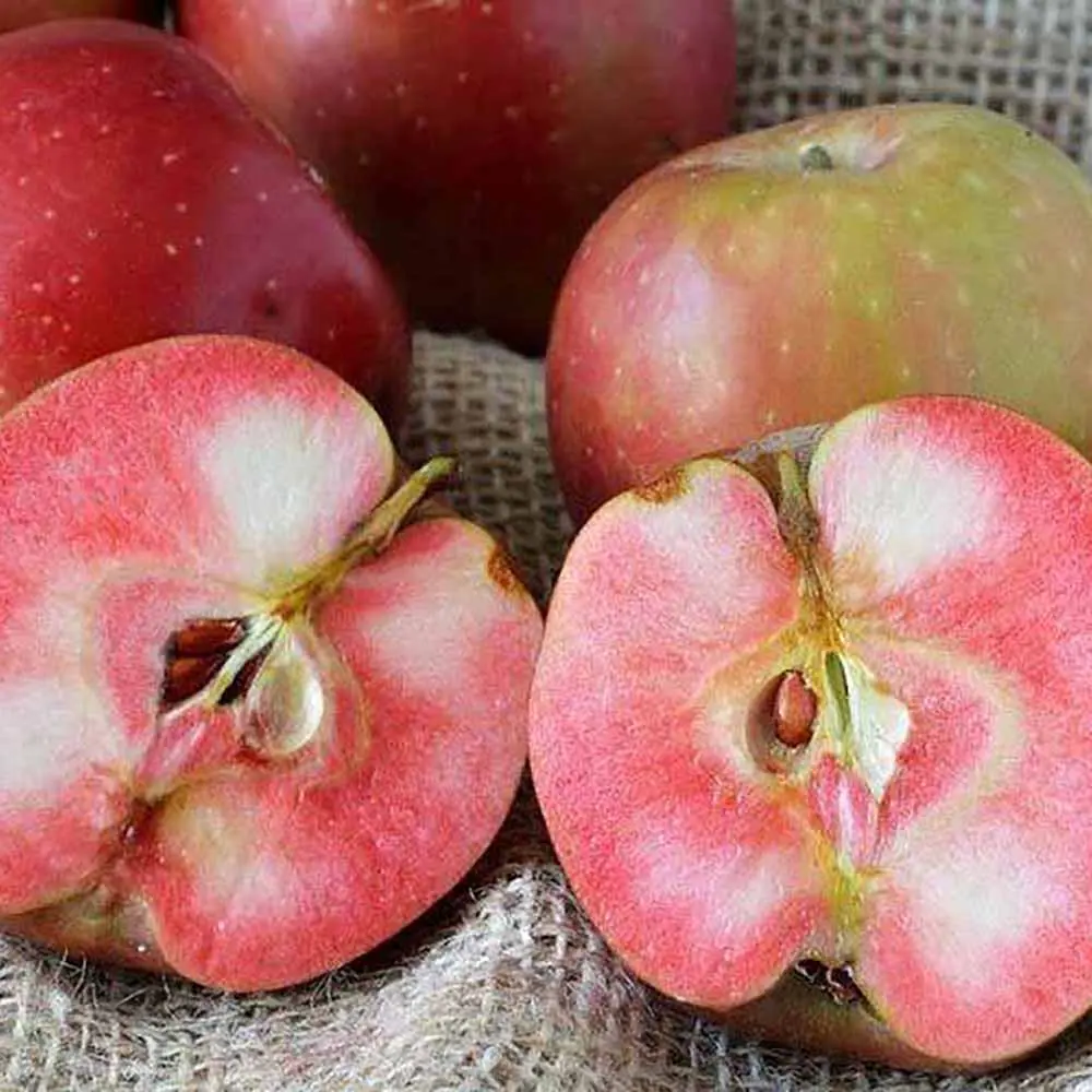 Mar (Malus) Abondanzza, cu fructe rosii dulci-zemoase, 3 pe rod
