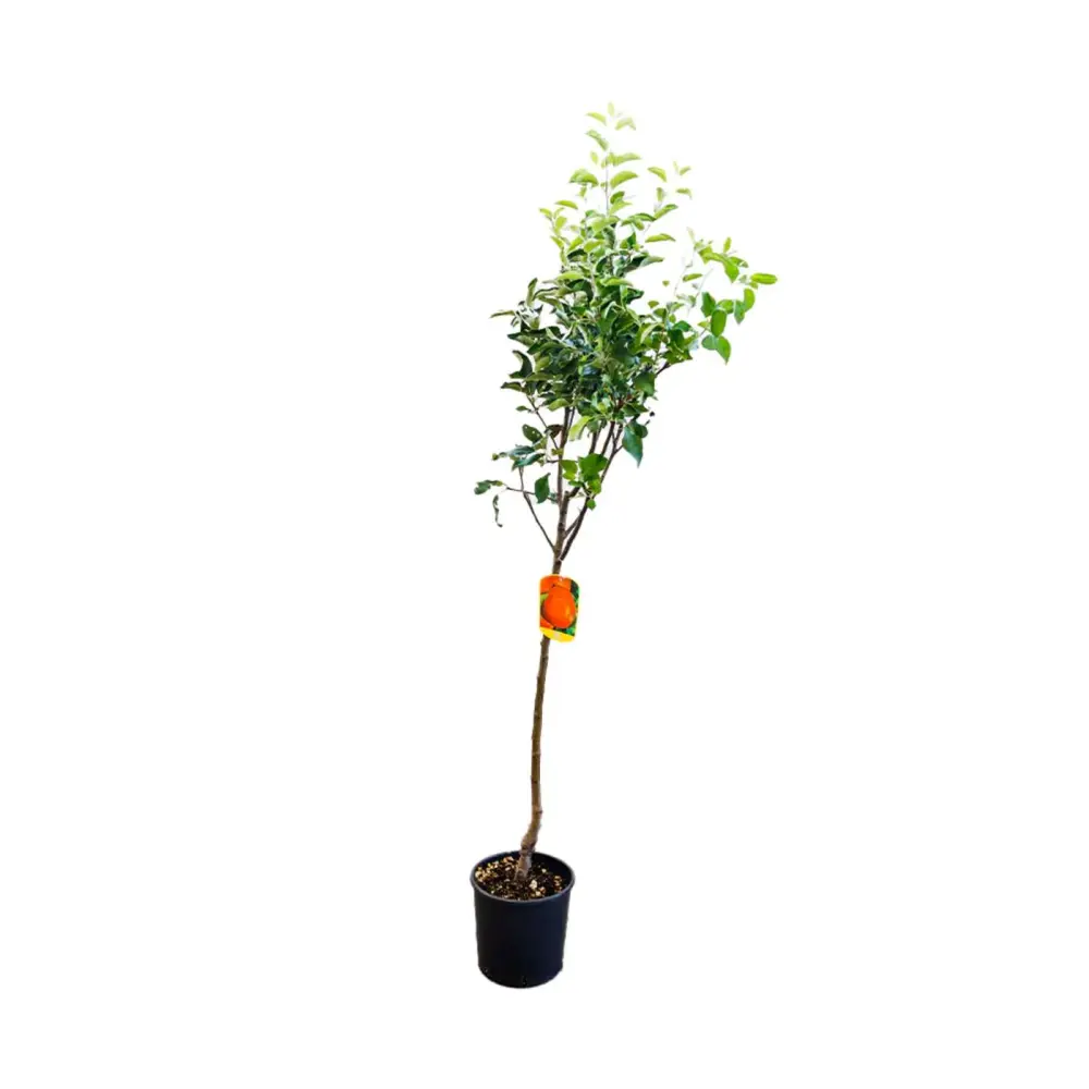 Mar (Malus) Abondanzza, cu fructe rosii dulci-zemoase, 3 pe rod