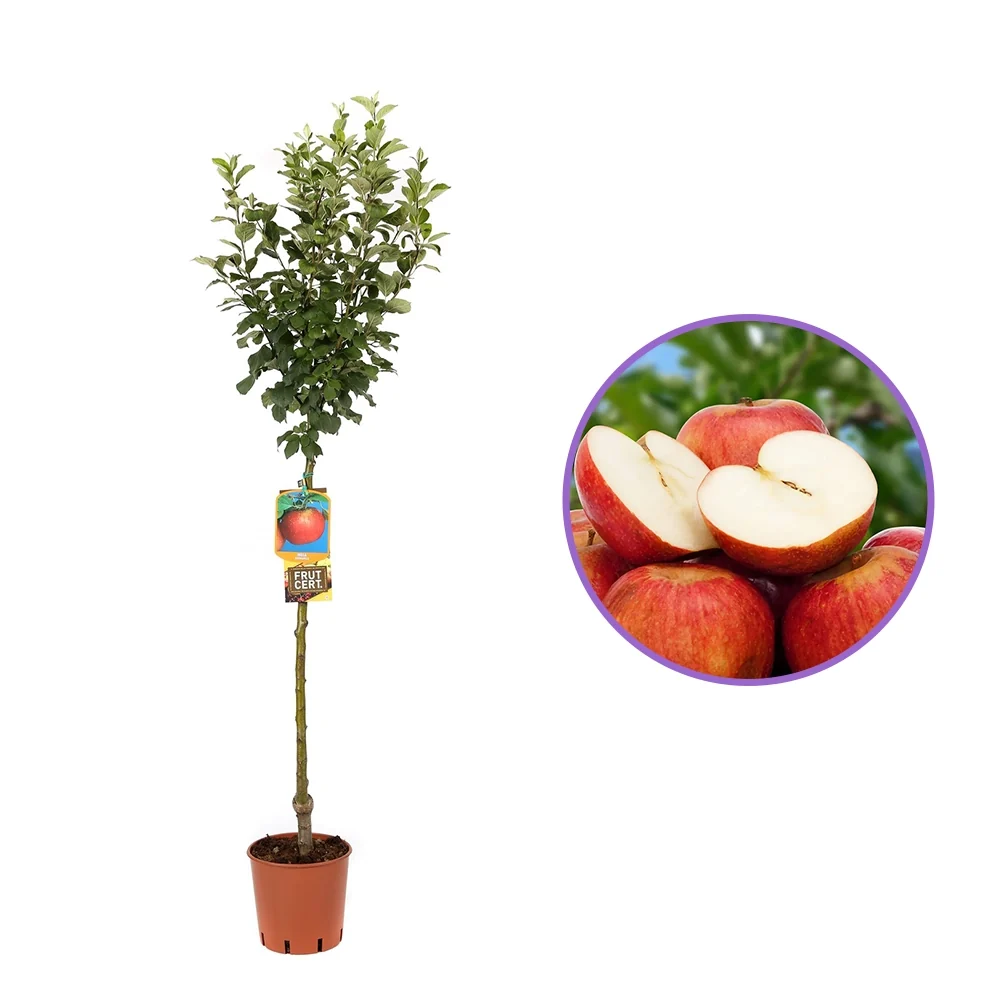 Mar (Malus) Annurca, cu fructe rosii dulci-acide, 3 pe rod