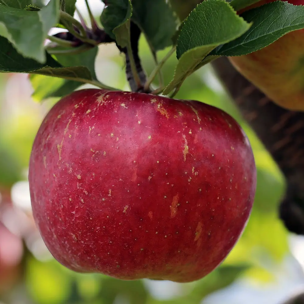 Mar (Malus) Annurca, cu fructe rosii dulci-acide, 3 pe rod