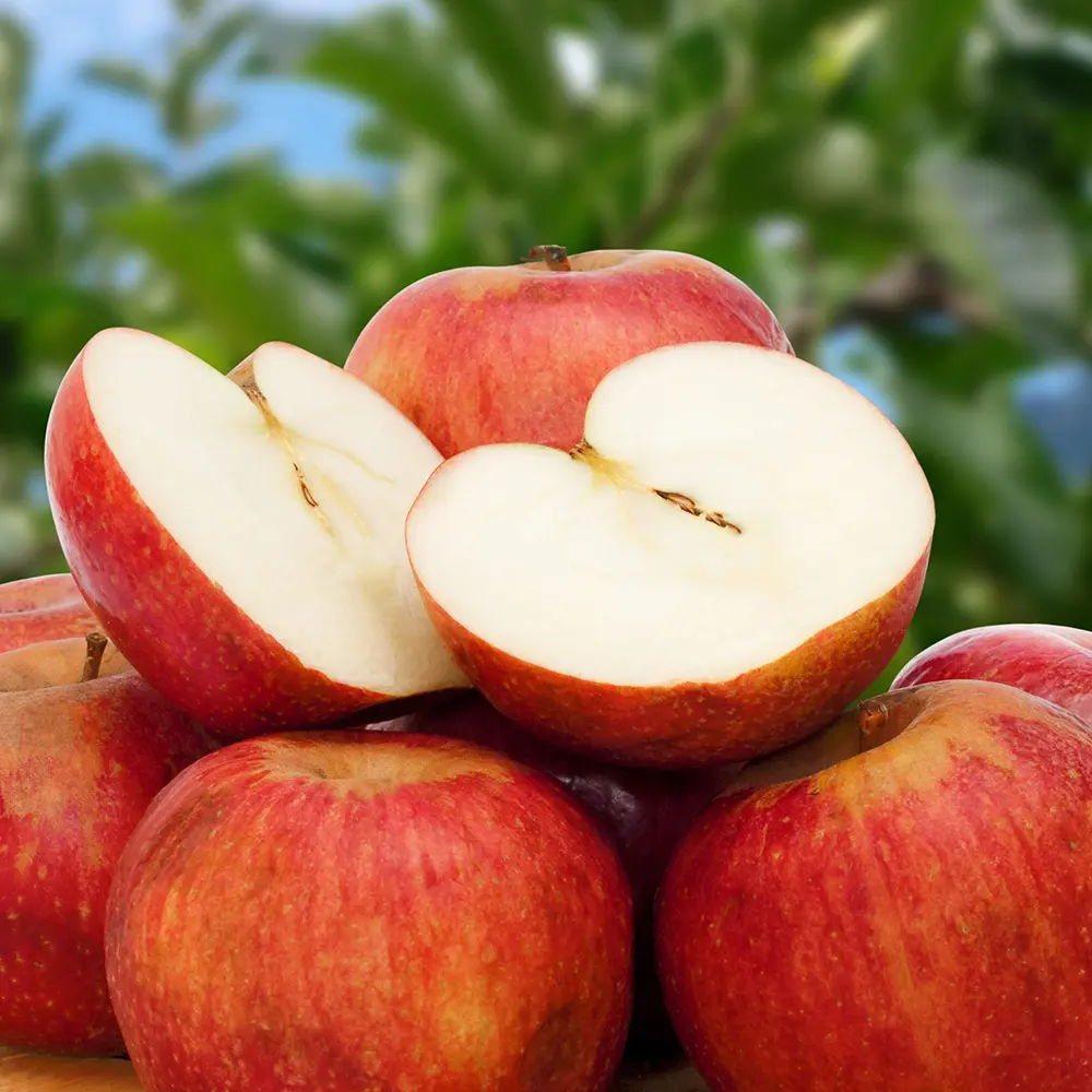 Mar (Malus) Annurca, cu fructe rosii dulci-acide, 3 pe rod