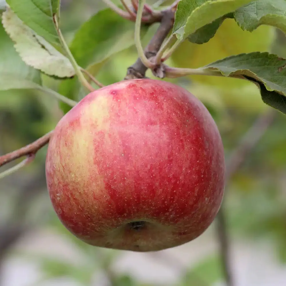 Mar (Malus) Annurca, cu fructe rosii dulci-acide, 3 pe rod