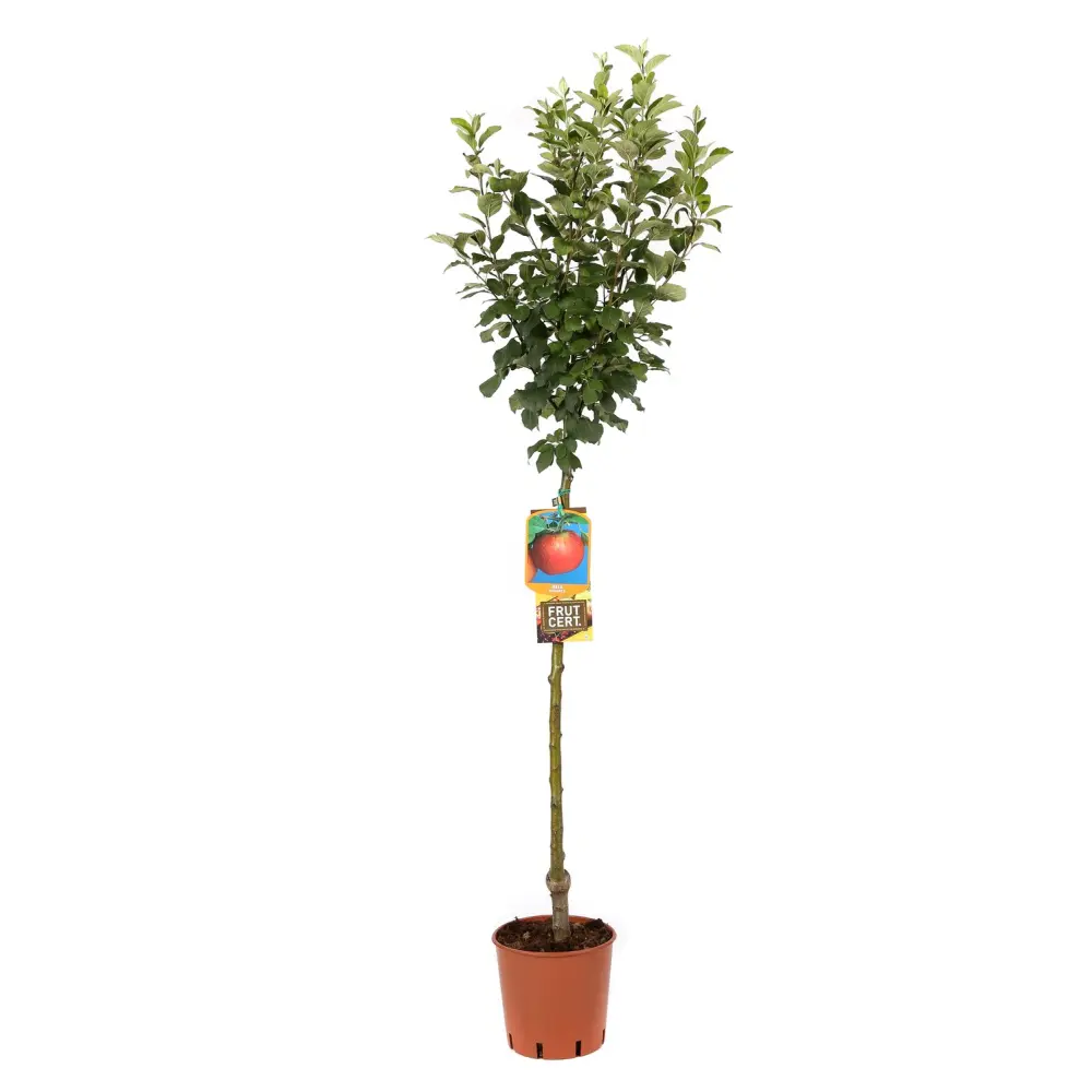 Mar (Malus) Annurca, cu fructe rosii dulci-acide, 3 pe rod