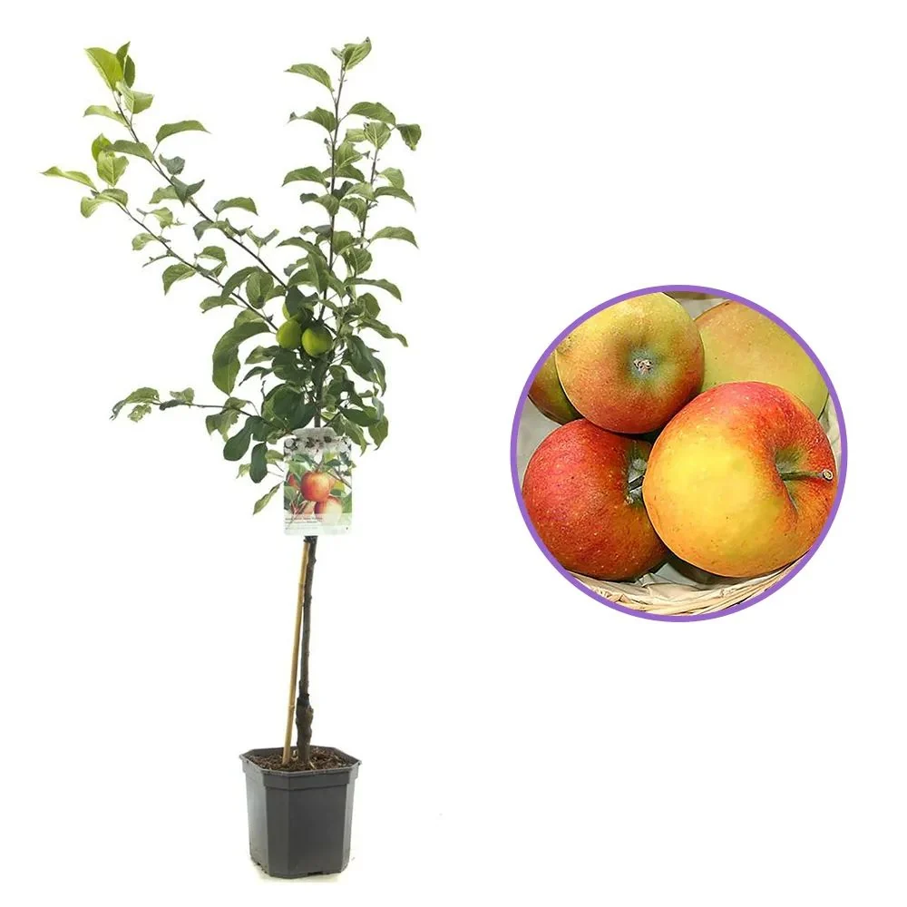 Mar (Malus) Delcorf, cu fructe dulci, 3 pe rod