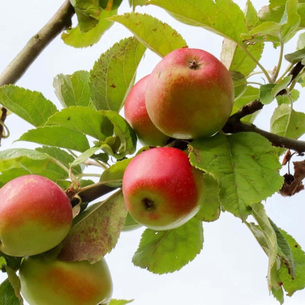 Mar (Malus) Delcorf, cu fructe dulci, 3 pe rod