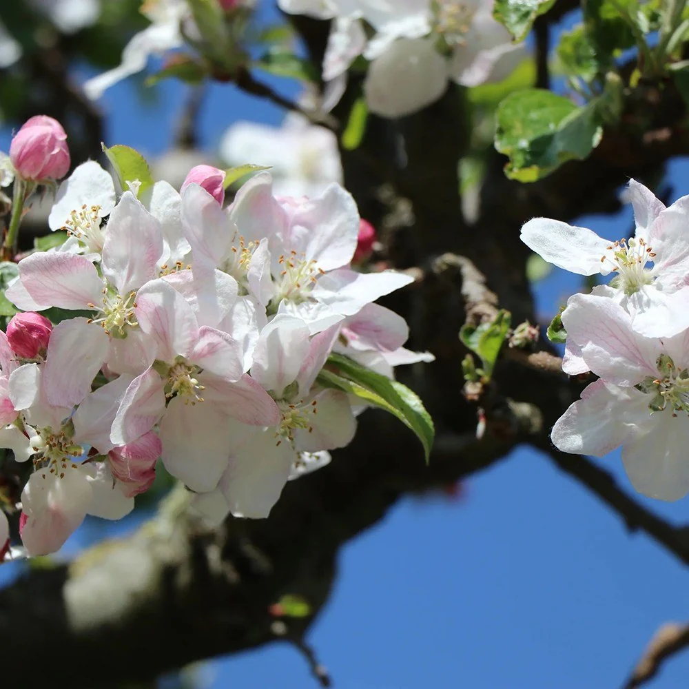Mar (Malus) Delcorf, cu fructe dulci, 3 pe rod