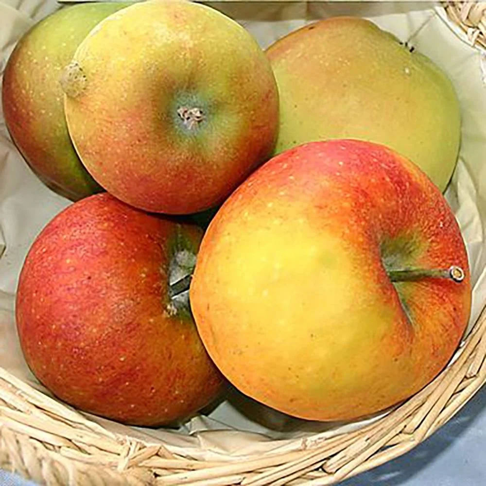 Mar (Malus) Delcorf, cu fructe dulci, 3 pe rod