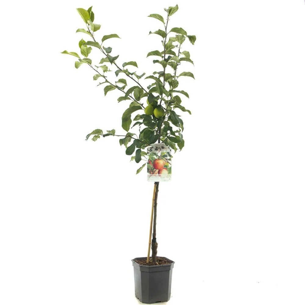 Mar (Malus) Delcorf, cu fructe dulci, 3 pe rod