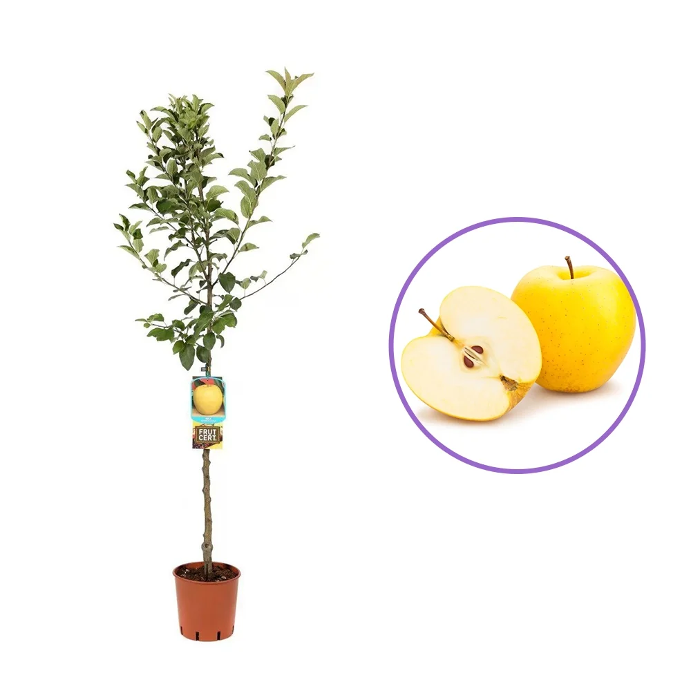 Mar (Malus) Golden, cu fructe aurii dulci-crocante, 3 pe rod