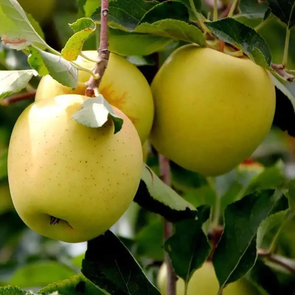 Mar (Malus) Golden, cu fructe aurii dulci-crocante, 3 pe rod
