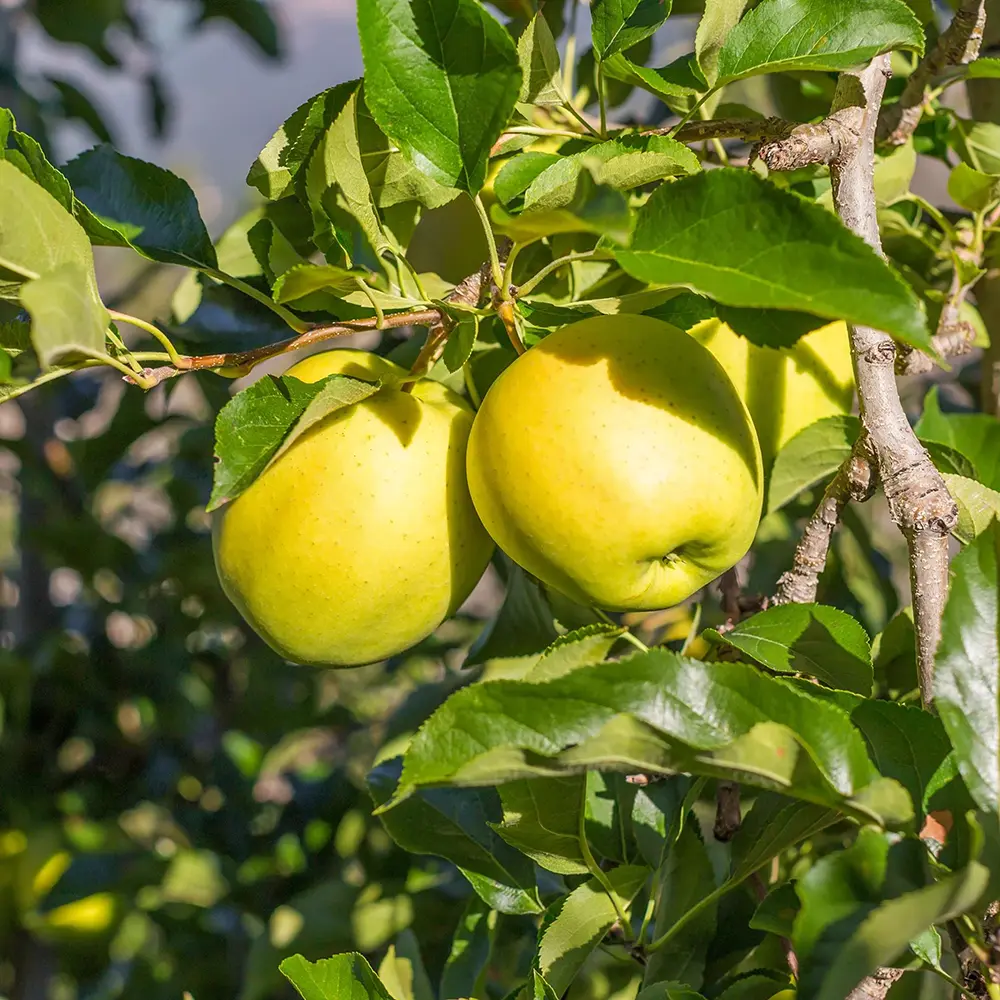 Mar (Malus) Golden, cu fructe aurii dulci-crocante, 3 pe rod
