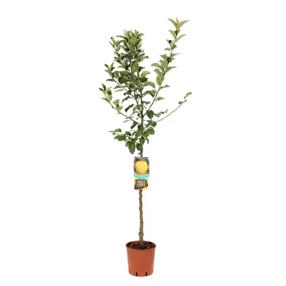 Mar (Malus) Golden, cu fructe aurii dulci-crocante, 3 pe rod