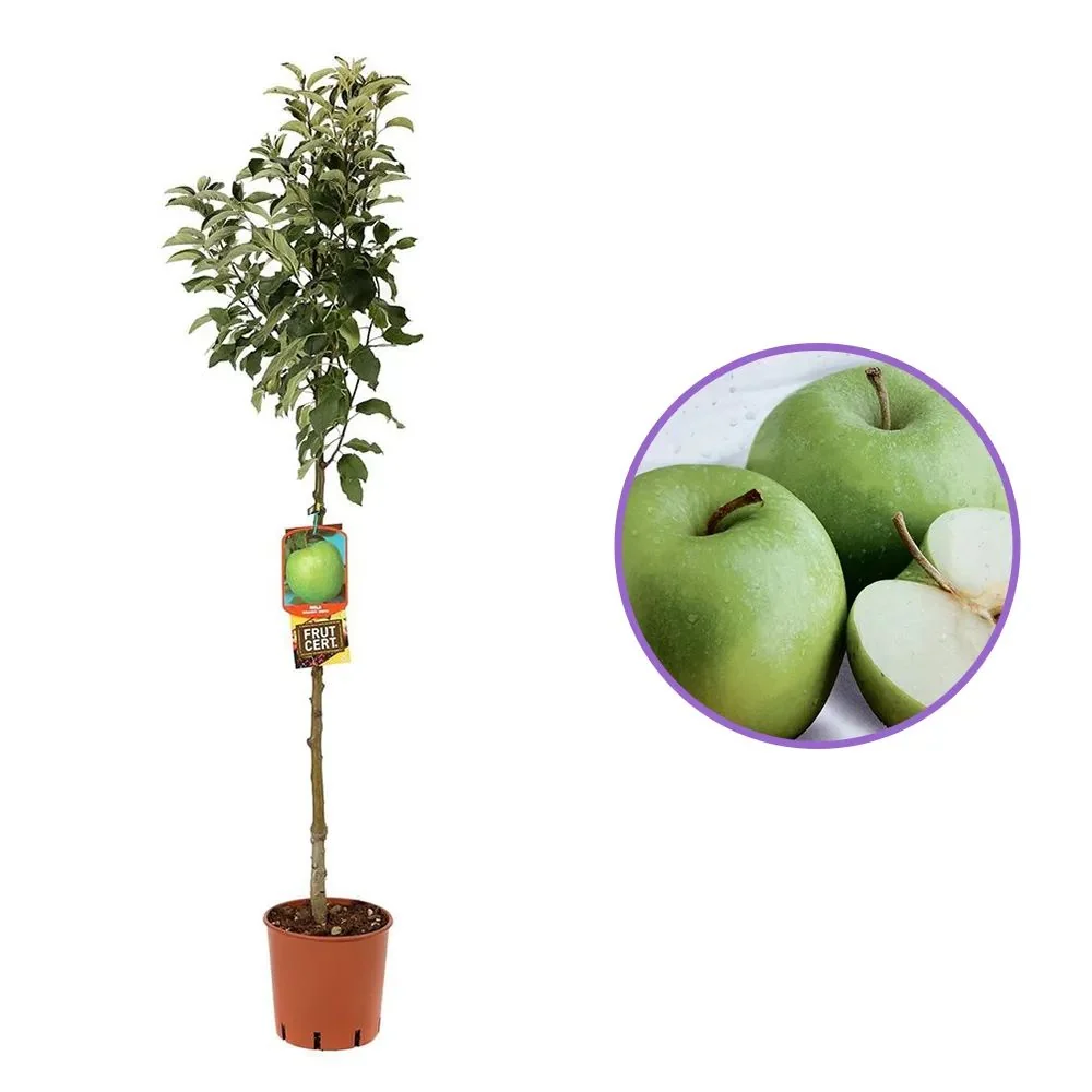 Mar (Malus) Granny Smith, cu fructe dulci-acidulat, 3 pe rod