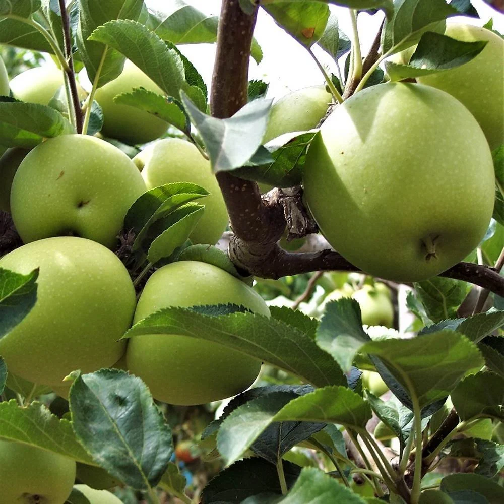Mar (Malus) Granny Smith, cu fructe dulci-acidulat, 3 pe rod