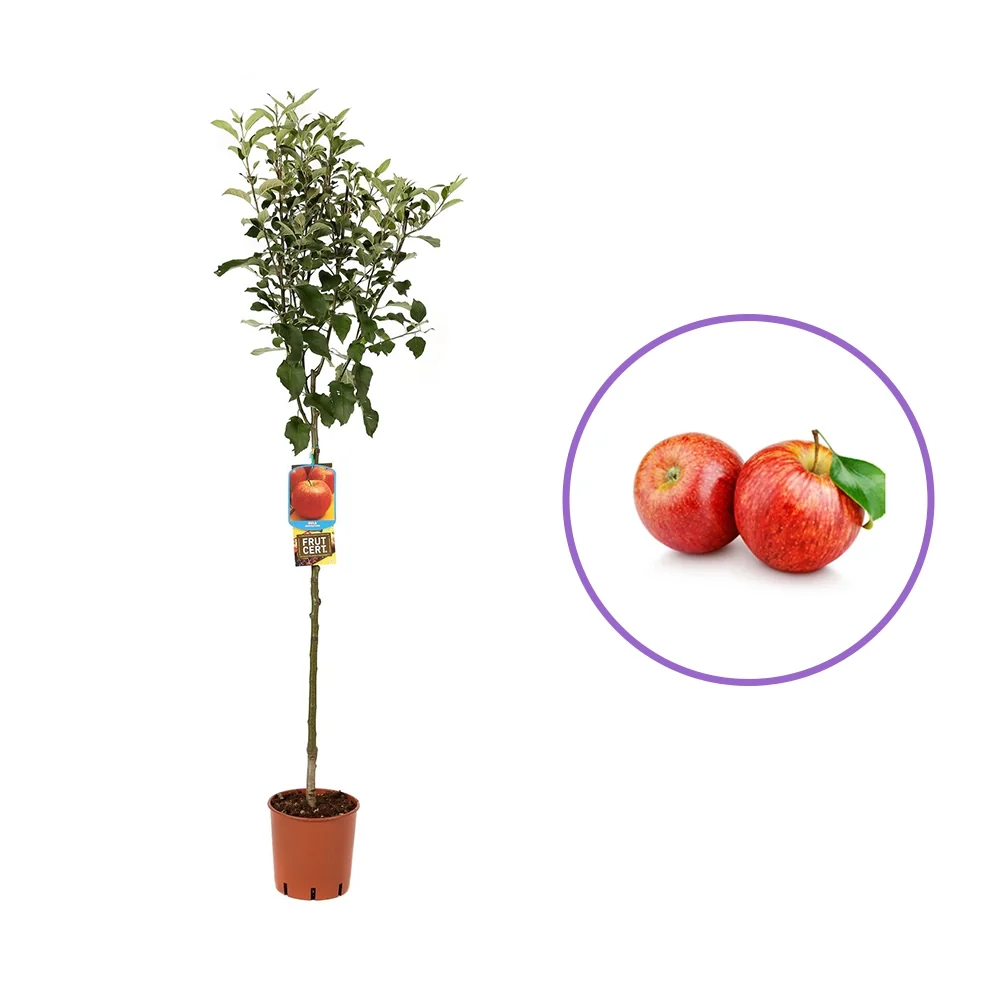 Mar (Malus) Imperatore, cu fructe rosii dulci-crocant, 3 pe rod