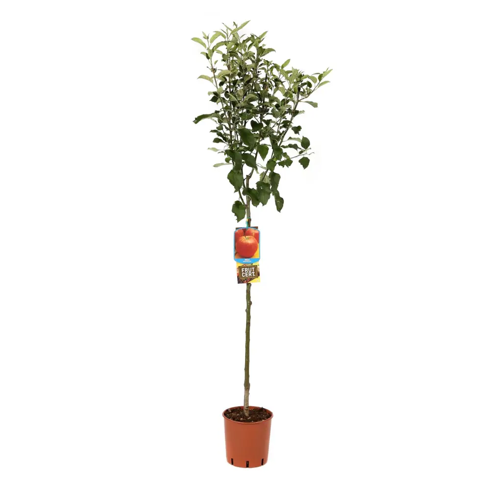 Mar (Malus) Imperatore, cu fructe rosii dulci-crocant, 3 pe rod