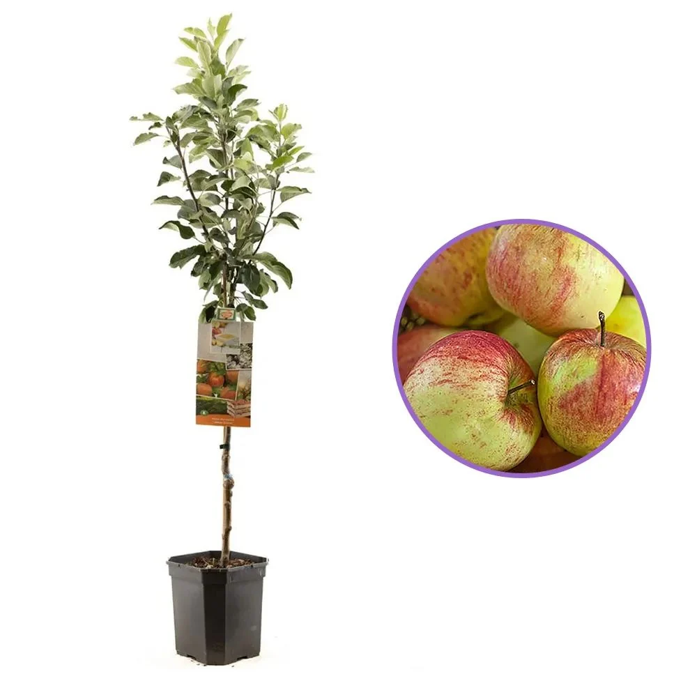 Mar (Malus) James Grieve, cu fructe dulci acrisor, 3 pe rod