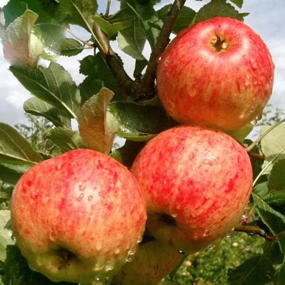 Mar (Malus) James Grieve, cu fructe dulci acrisor, 3 pe rod