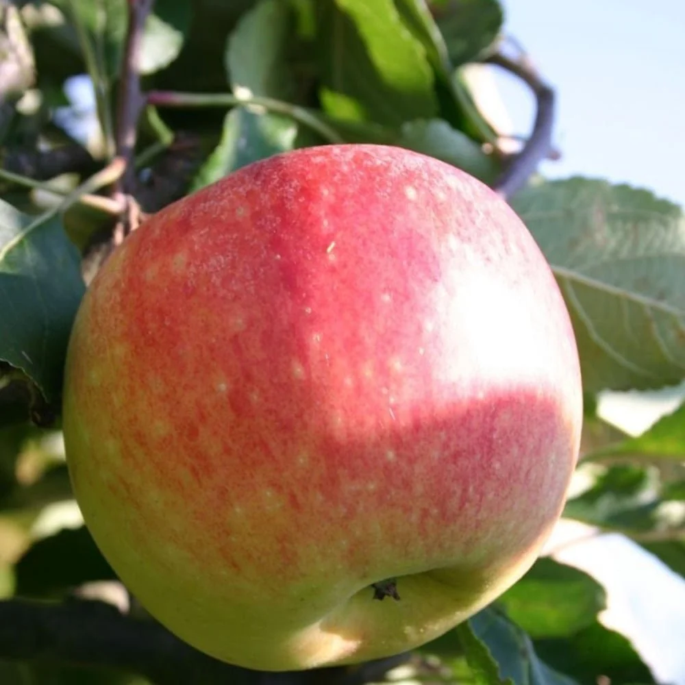 Mar (Malus) James Grieve, cu fructe dulci acrisor, 3 pe rod