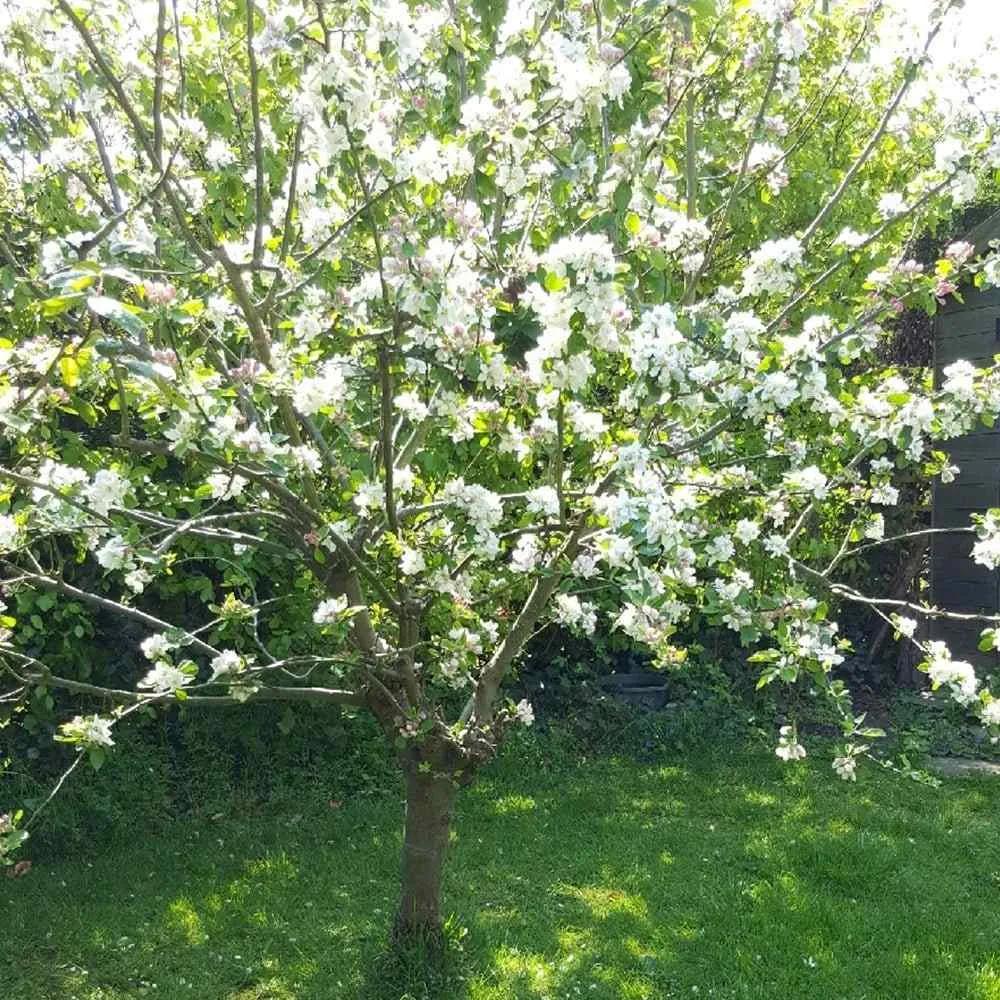 Mar (Malus) James Grieve, cu fructe dulci acrisor, 3 pe rod