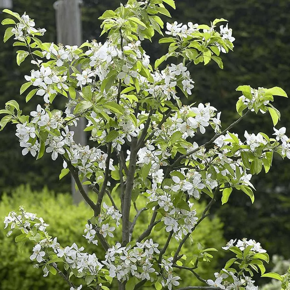 Mar (Malus) James Grieve, cu fructe dulci acrisor, 3 pe rod