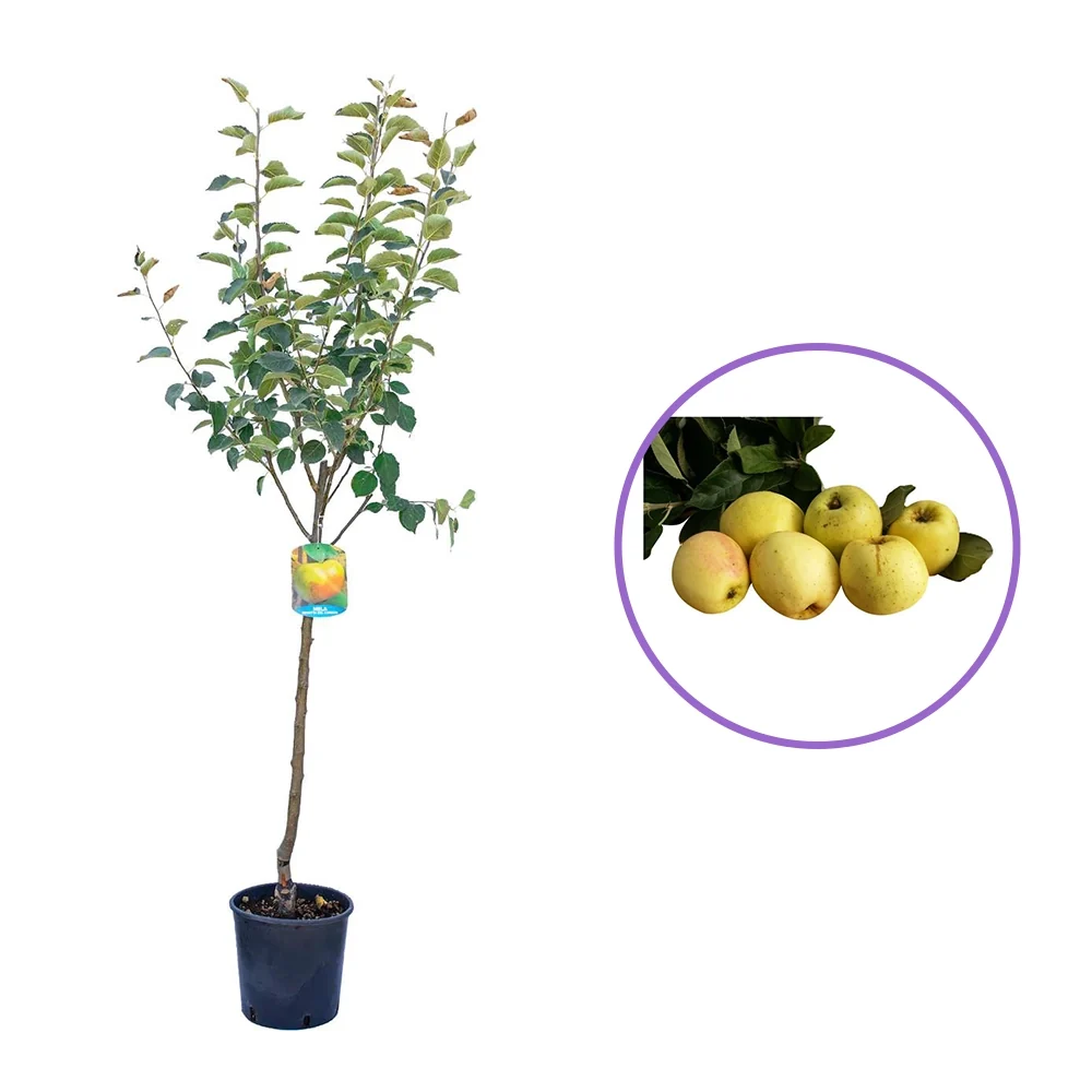 Mar (Malus) Limoncella, cu fructe aurii dulci-acrisor, 3 pe rod