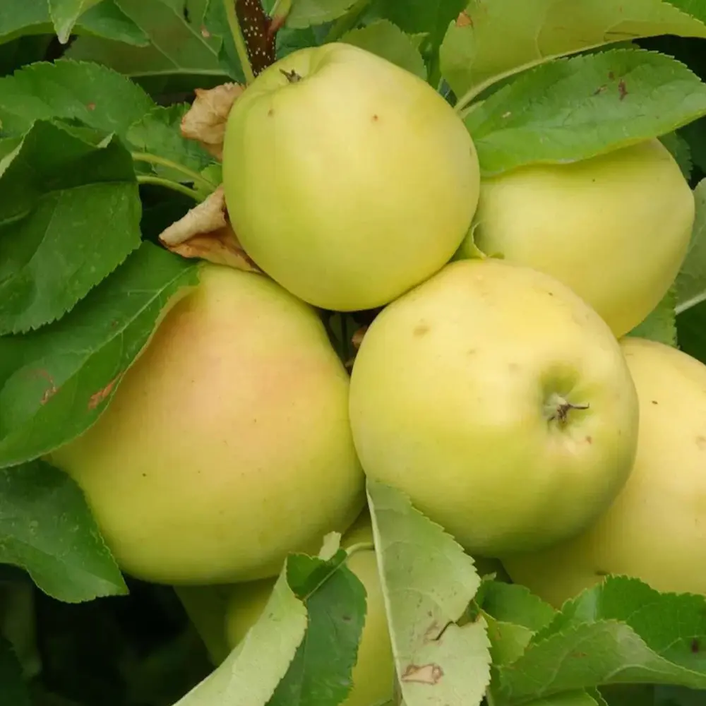 Mar (Malus) Limoncella, cu fructe aurii dulci-acrisor, 3 pe rod