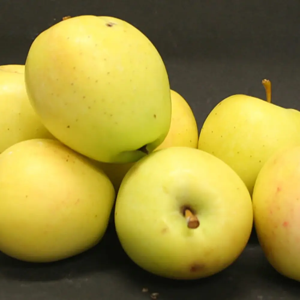 Mar (Malus) Limoncella, cu fructe aurii dulci-acrisor, 3 pe rod