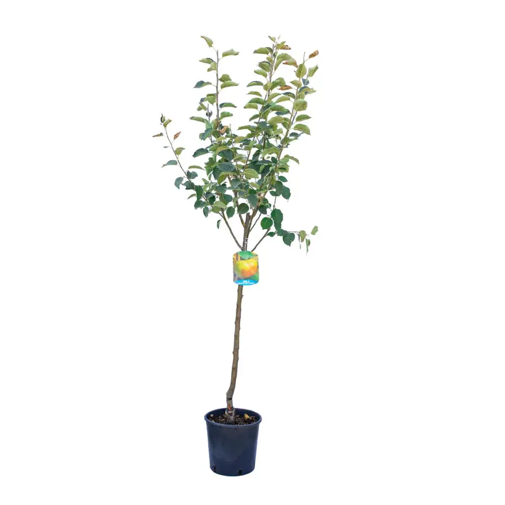 Mar (Malus) Limoncella, cu fructe aurii dulci-acrisor, 3 pe rod